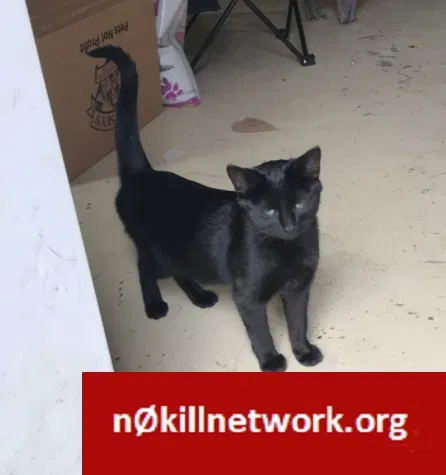 Lost cat in Lakeville, MN, 55044