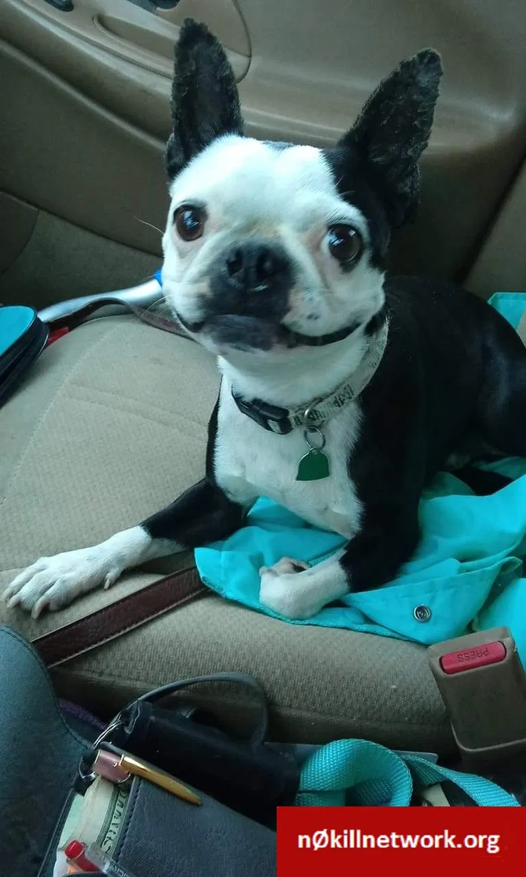 Lost dog in Marlow, OK, 73055