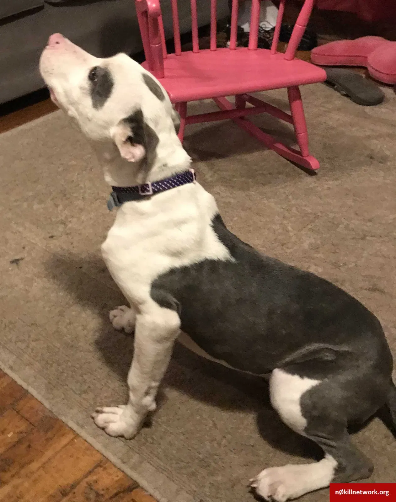 Found dog in Kansas City, KS, 66104