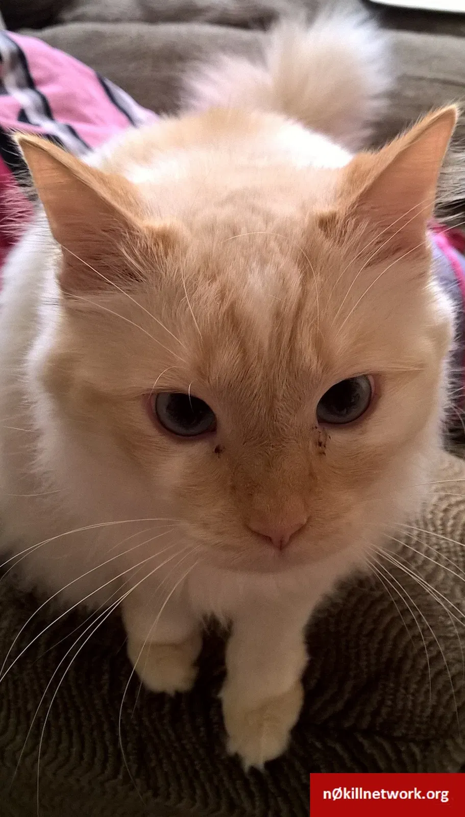 Lost cat in Stockport, OH, 43787