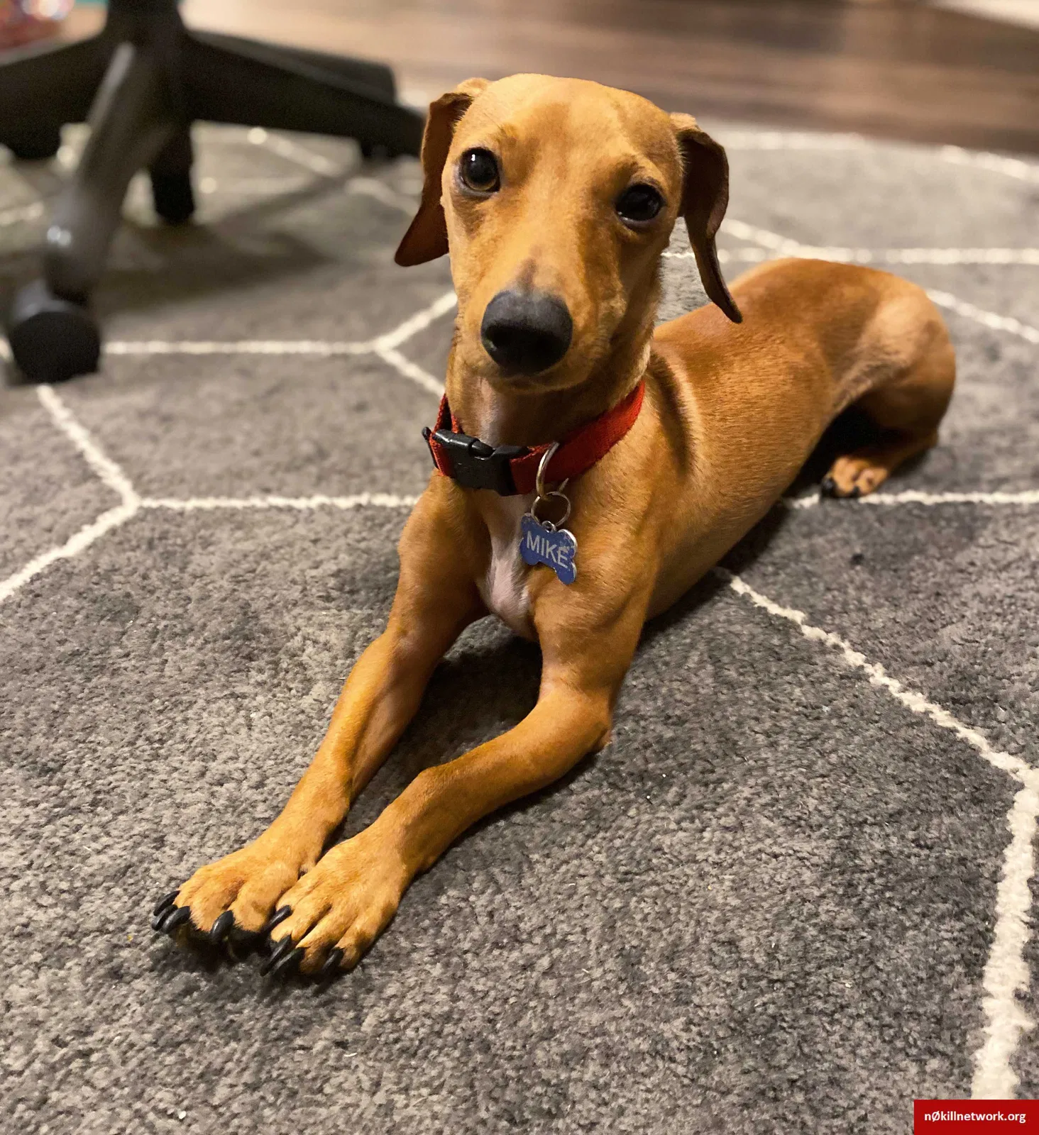 Lost dog in Elkhorn, WI, 53121
