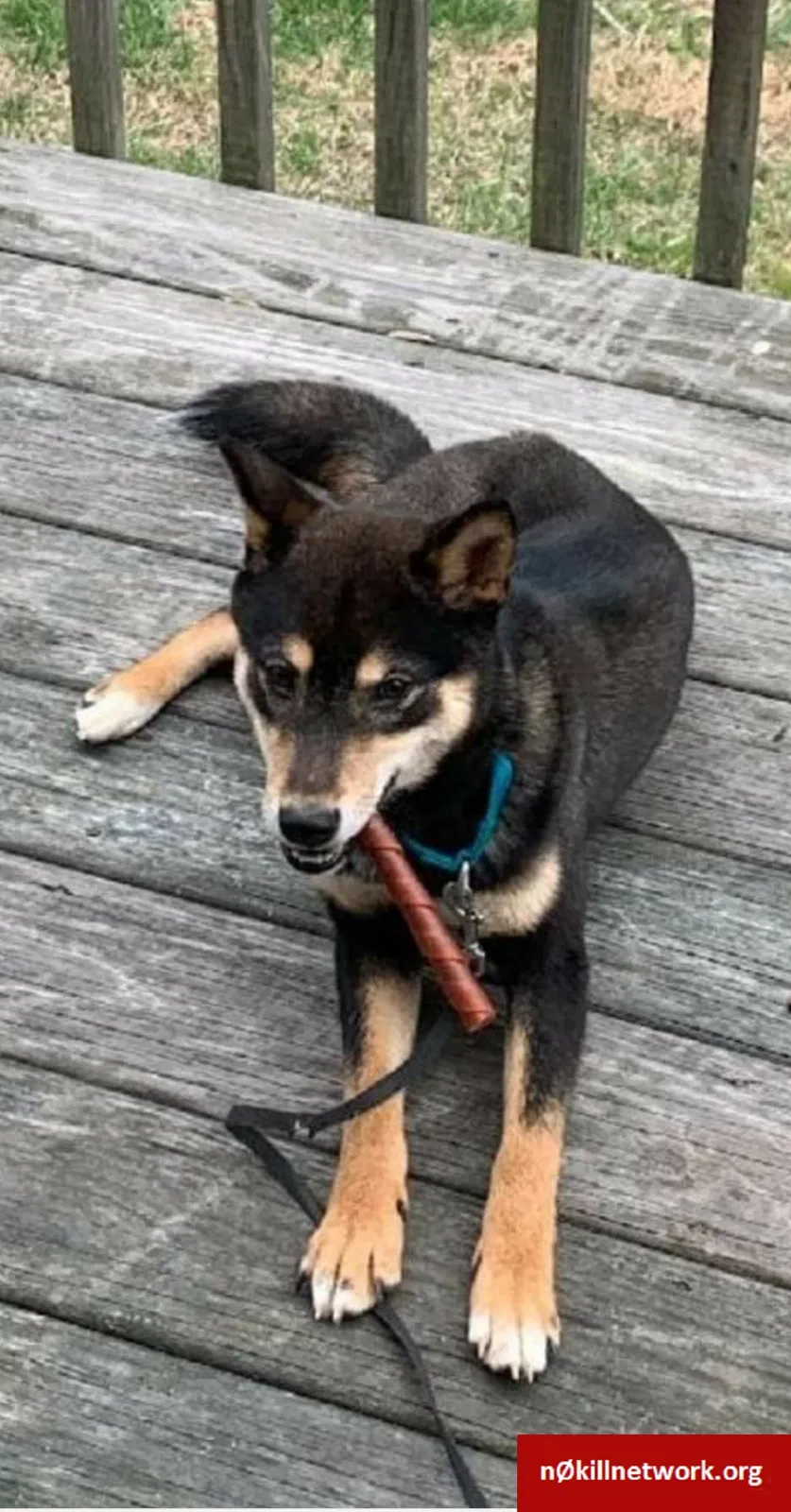 Lost dog in Randallstown, MD, 21133