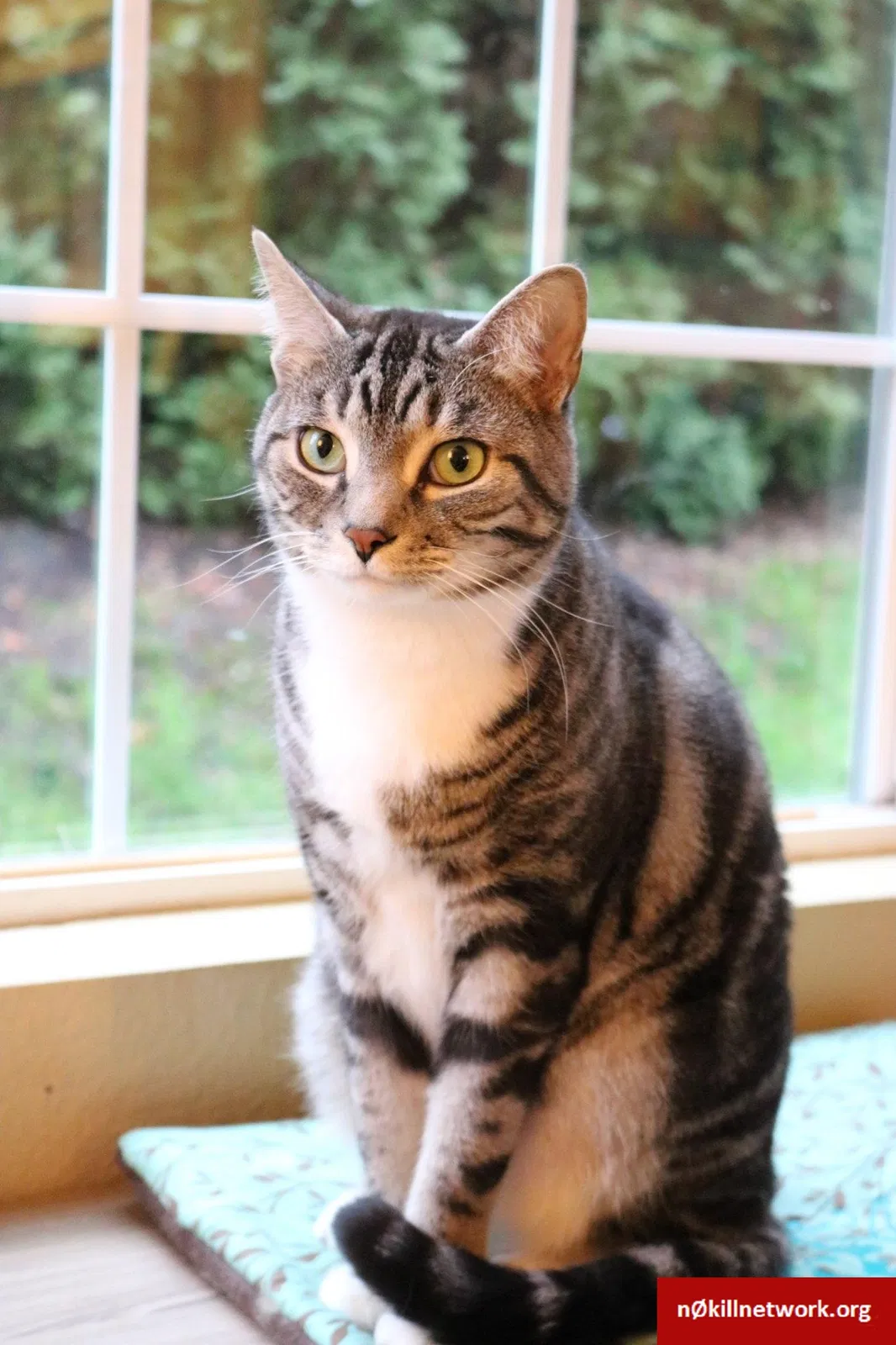 Lost cat in Kirkland, WA, 98034