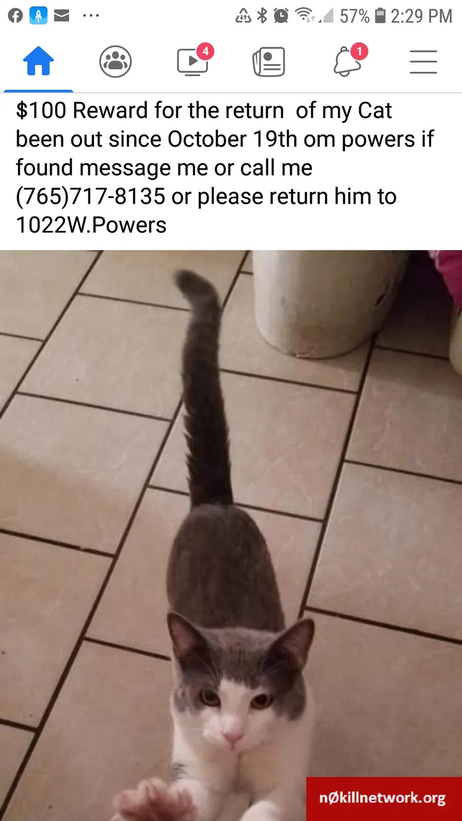 Lost cat in Muncie, IN, 47305