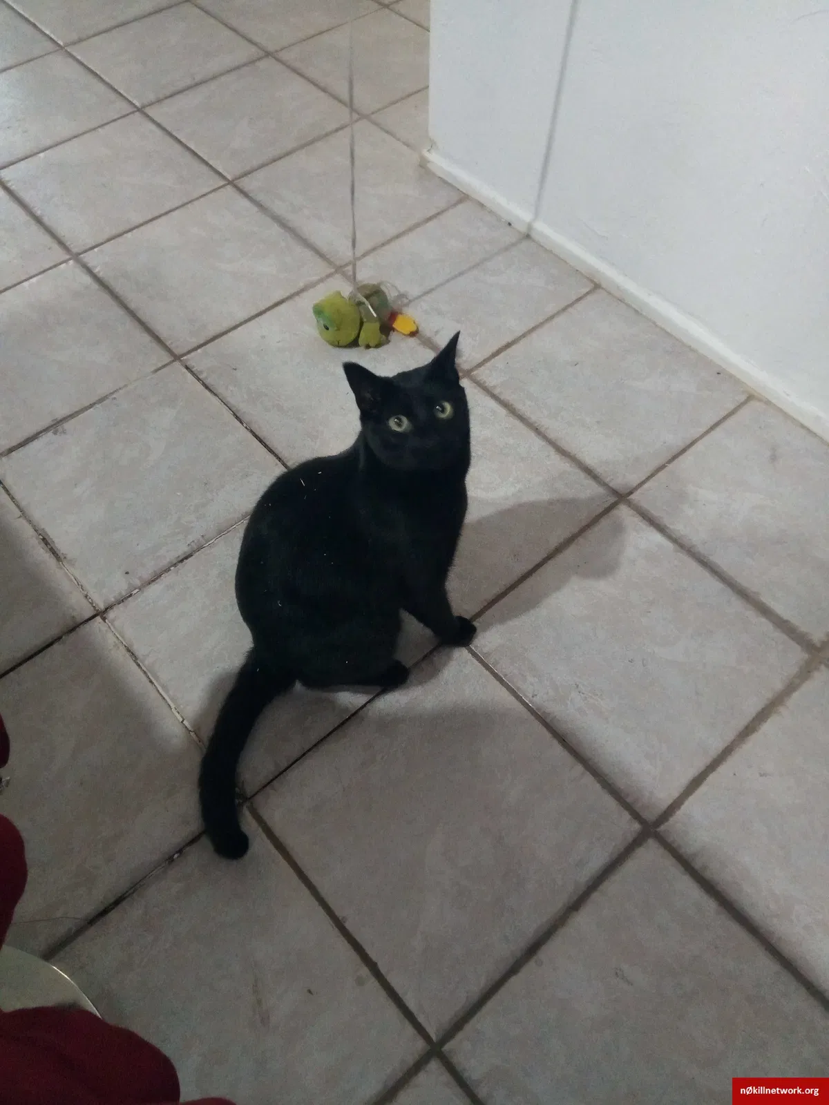 Lost cat in Tucson, AZ, 85730