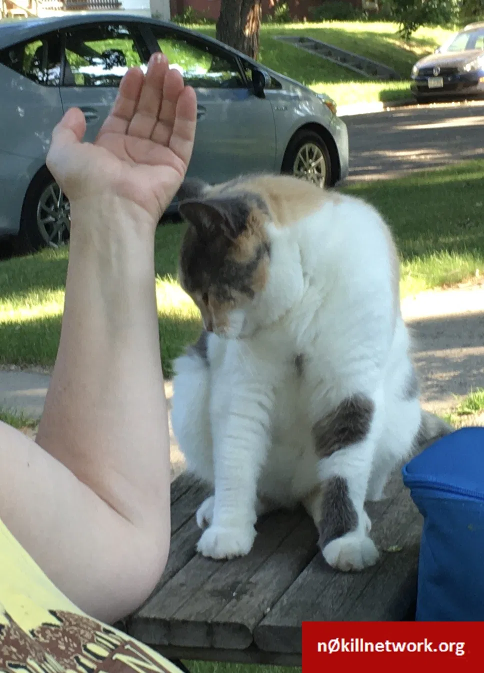 Lost cat in Saint Paul, MN, 55108