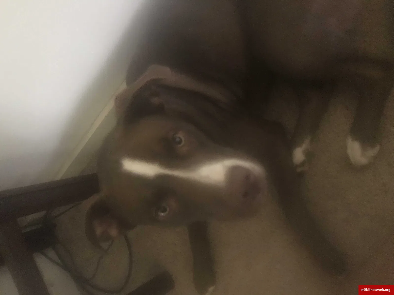 Lost dog in Vian, OK, 74962