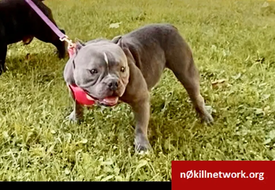Lost dog in Milwaukee, WI, 53215