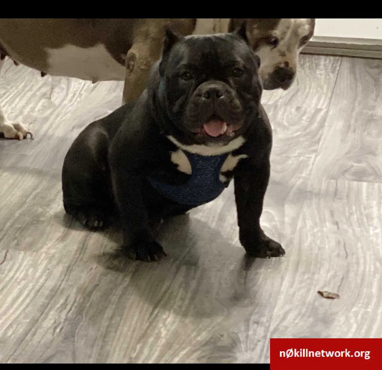 Lost dog in Milwaukee, WI, 53215