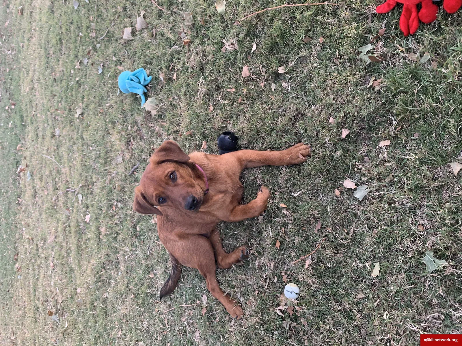 Found dog in Lawton, OK, 73505