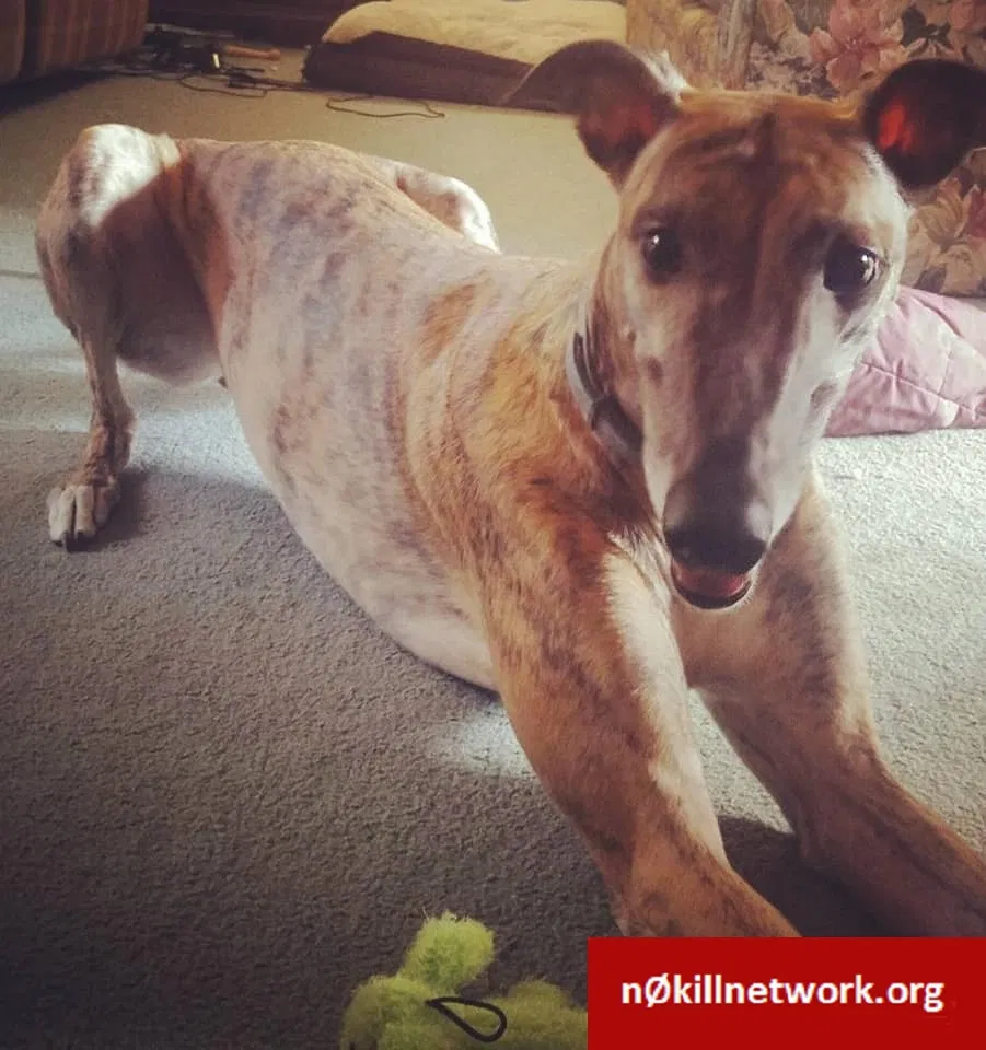 Lost dog in Dansville, MI, 48819