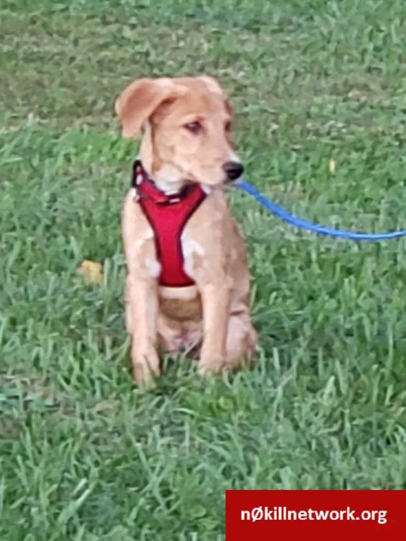 Lost dog in Severn, MD, 21144