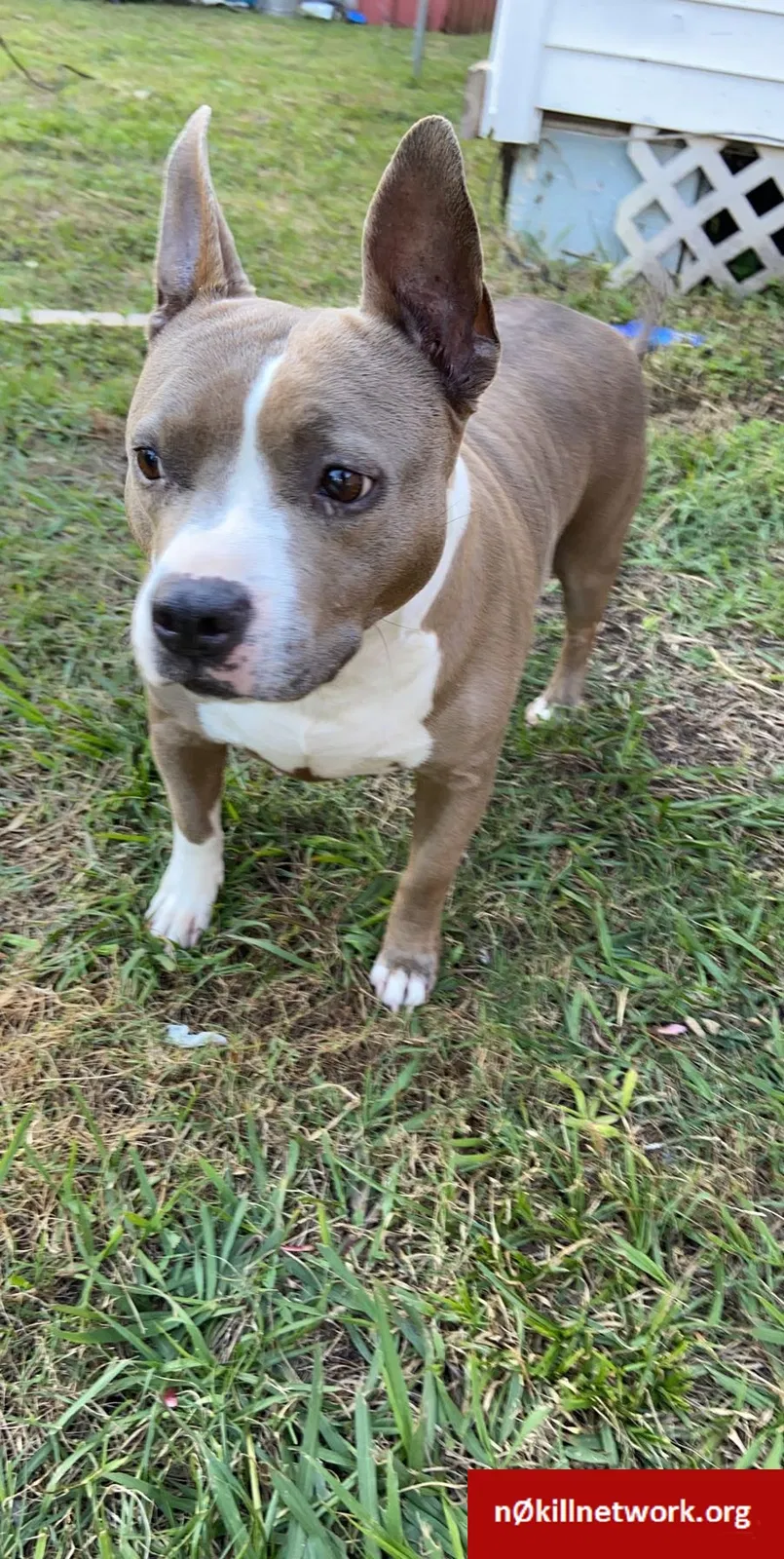 Lost dog in Orlando, FL, 32822