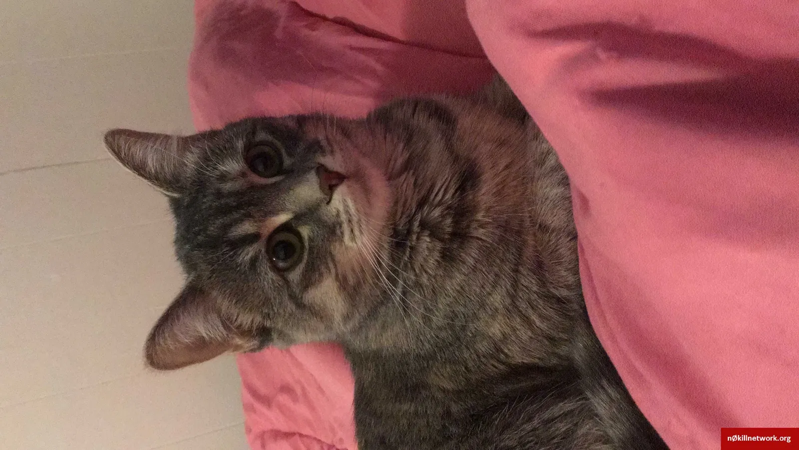 Lost cat in Commerce City, CO, 80022
