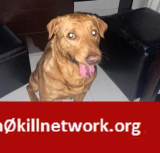 Lost dog in Miami, FL, 33162