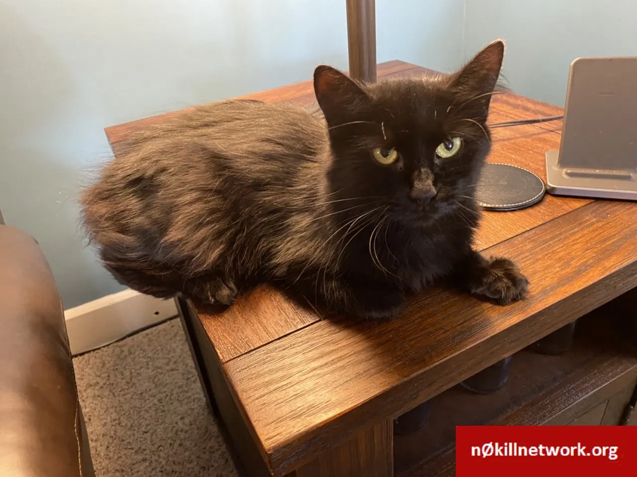 Lost cat in Cleveland, OH, 44109