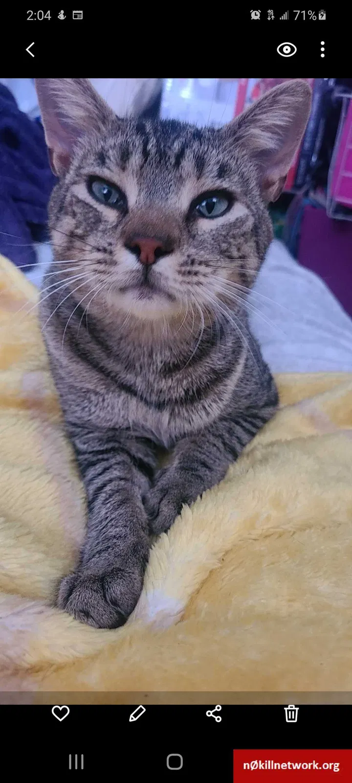 Lost cat in Elmhurst, NY, 11373