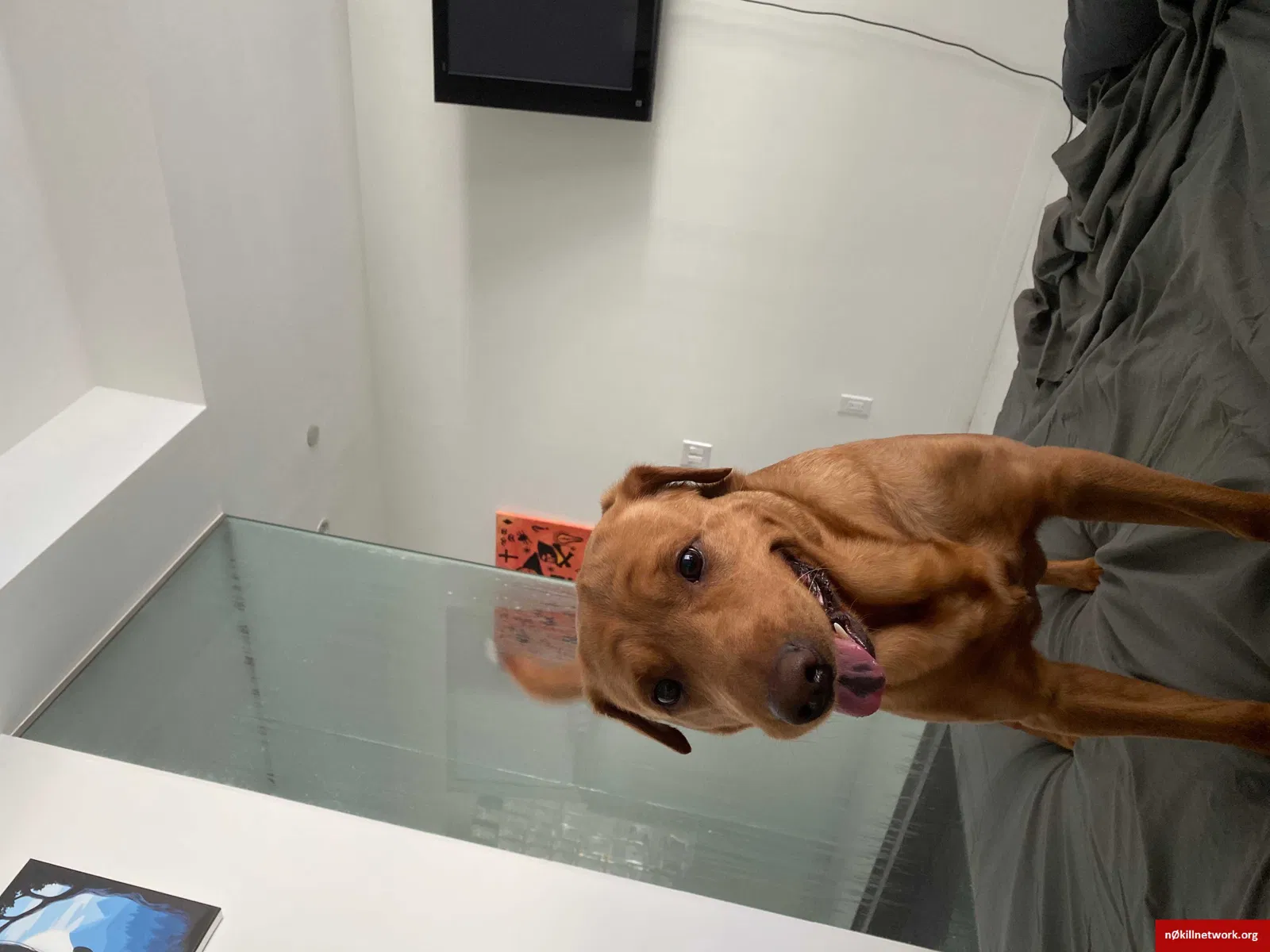 Lost dog in Miami, FL, 33162