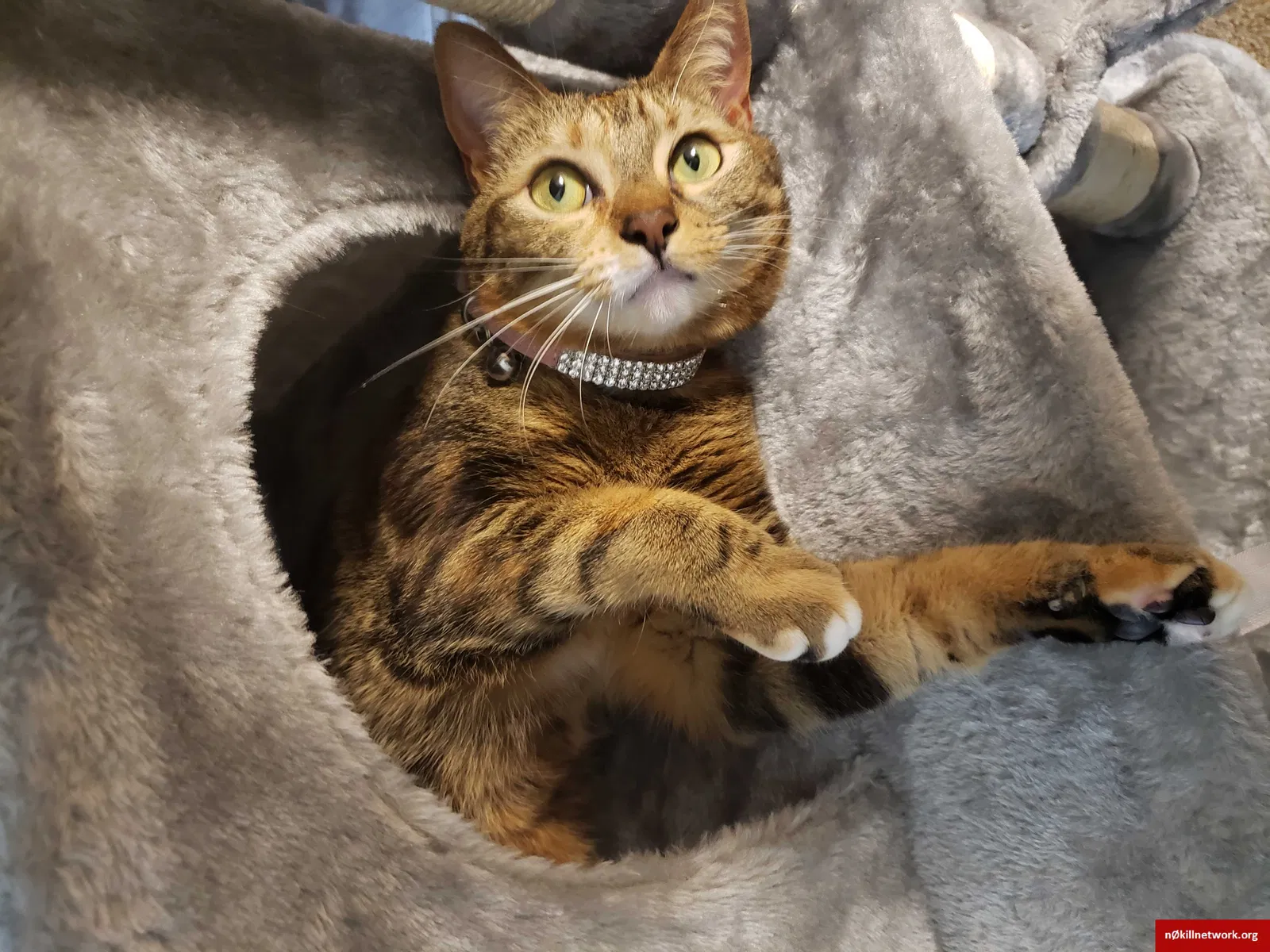 Lost cat in Fairfield, CA, 94533