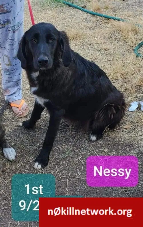 Lost dog in Saint Paul, MN, 55109