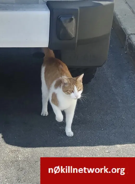 Lost cat in Rockaway Park, NY, 11694