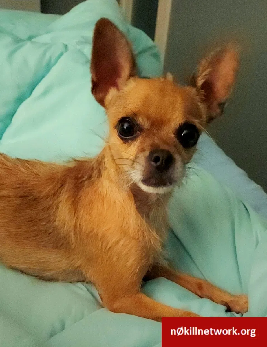 Lost dog in Hallandale, FL, 33009