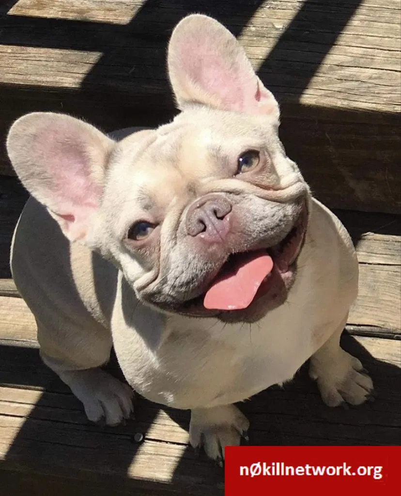 Lost dog in San Antonio, TX, 78230