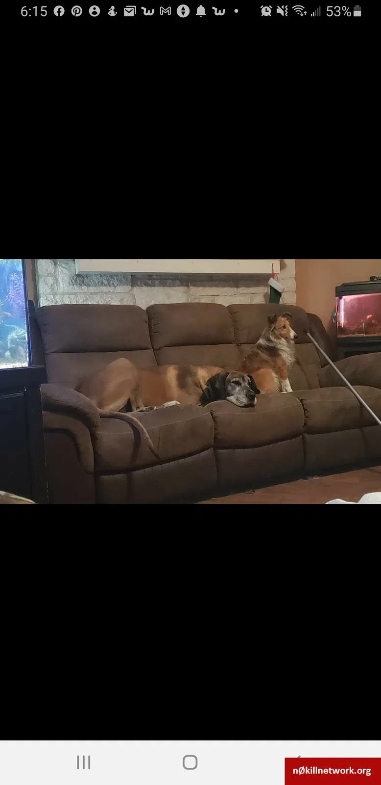 Lost dog in Liberty Hill, TX, 78642