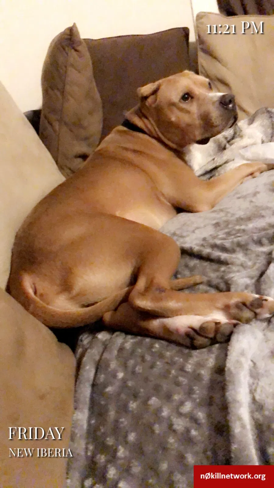 Lost dog in New Iberia, LA, 70560