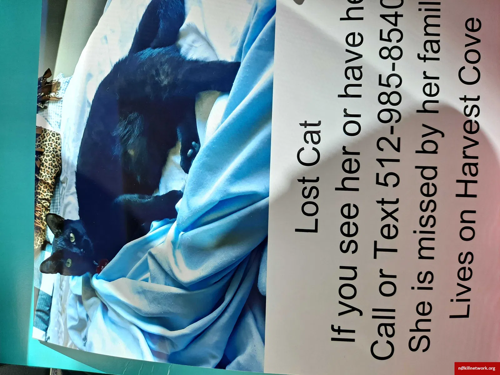 Lost cat in Cedar Park, TX, 78613