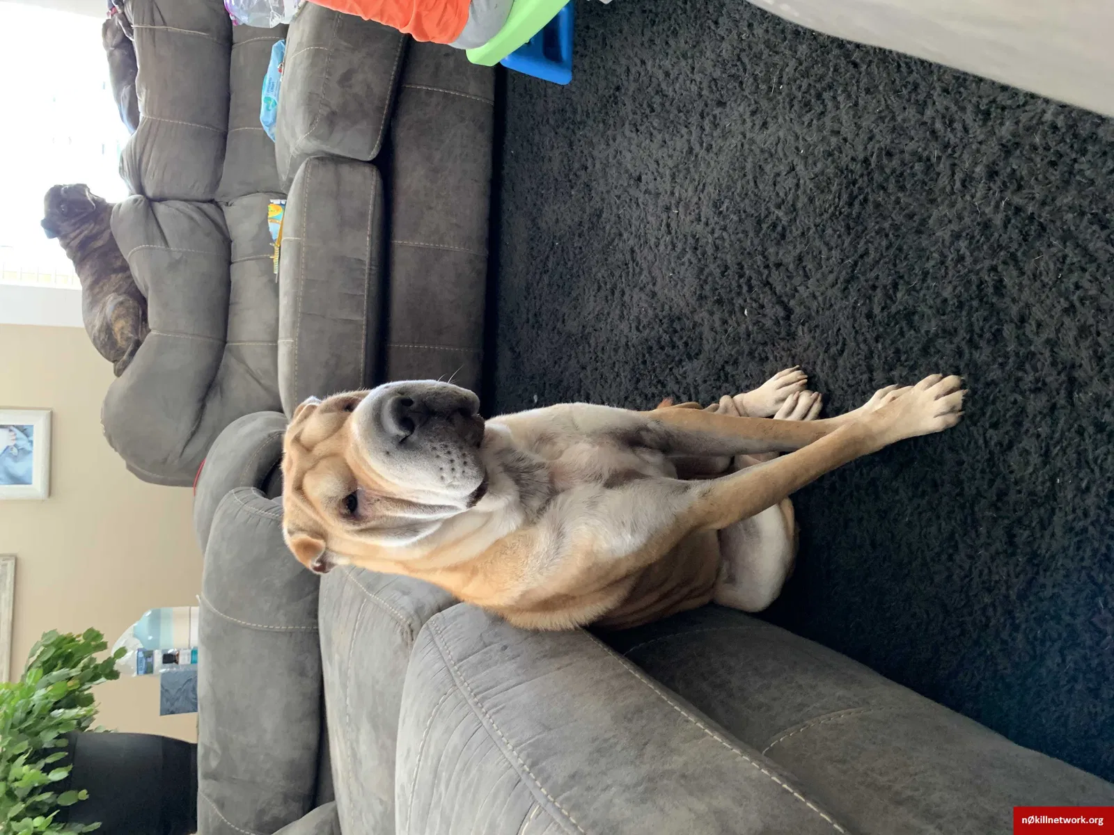 Lost dog in Madison, NC, 27025