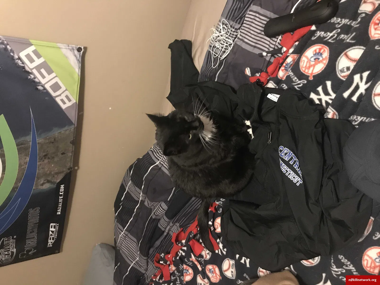 Lost cat in Middletown, CT, 6457
