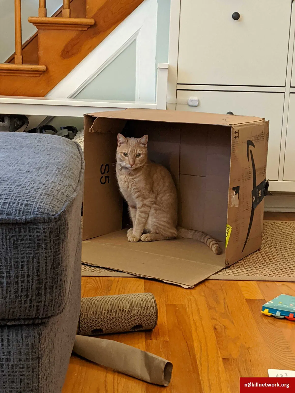 Lost cat in Highland Park, NJ, 8904