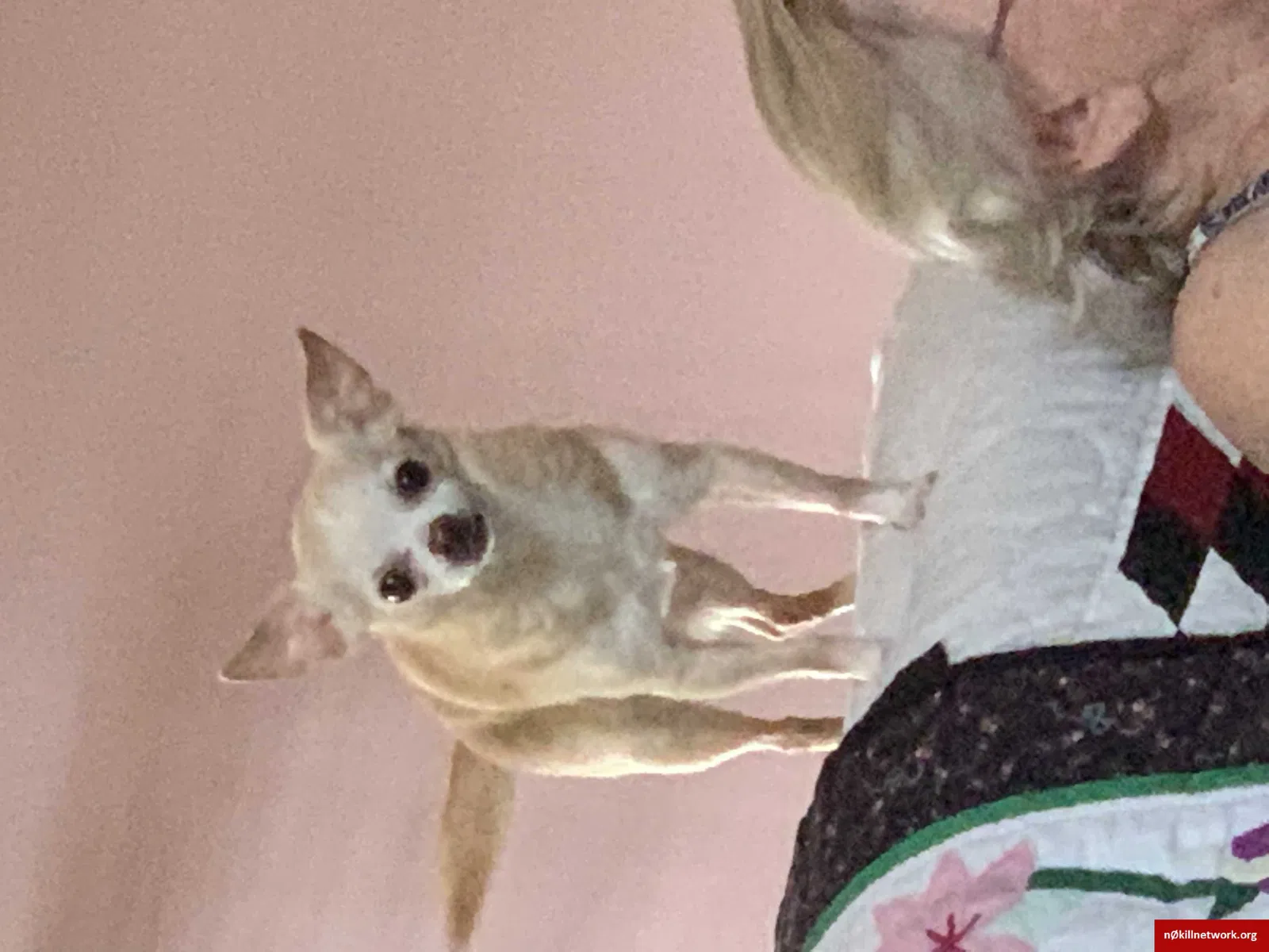 Lost dog in Charlotte, NC, 28226