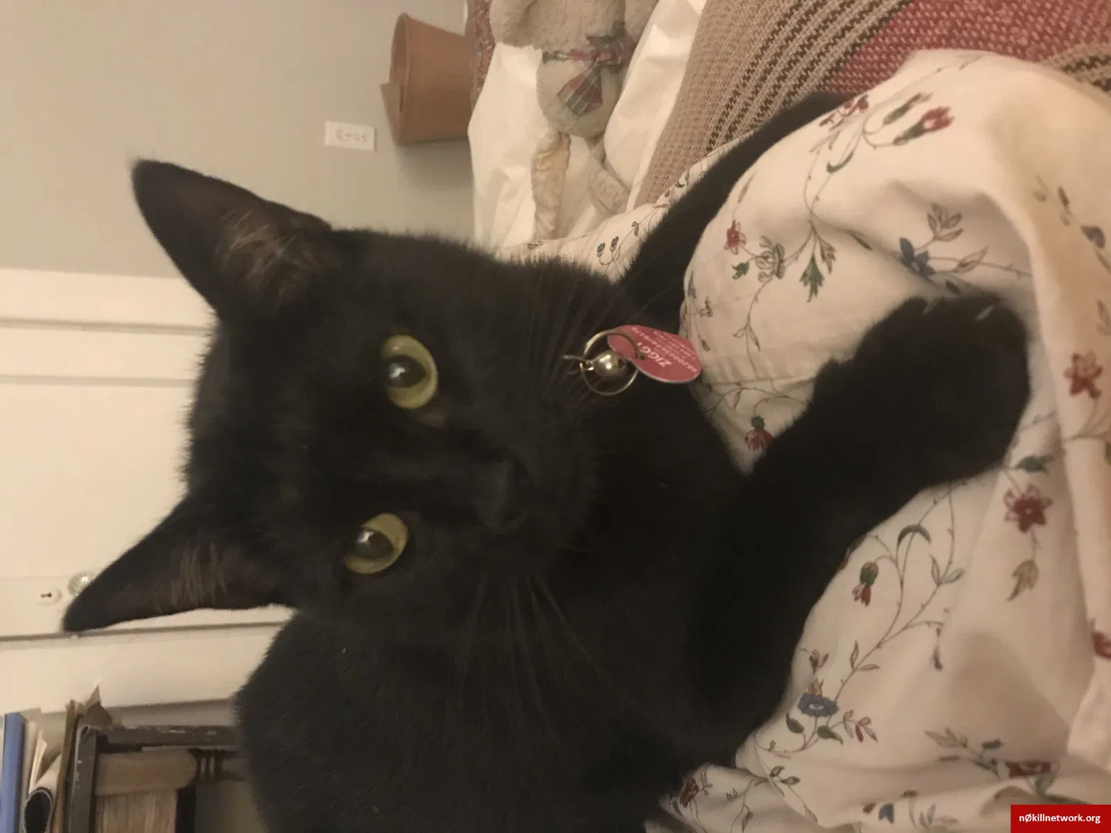 Lost cat in New Orleans, LA, 70124
