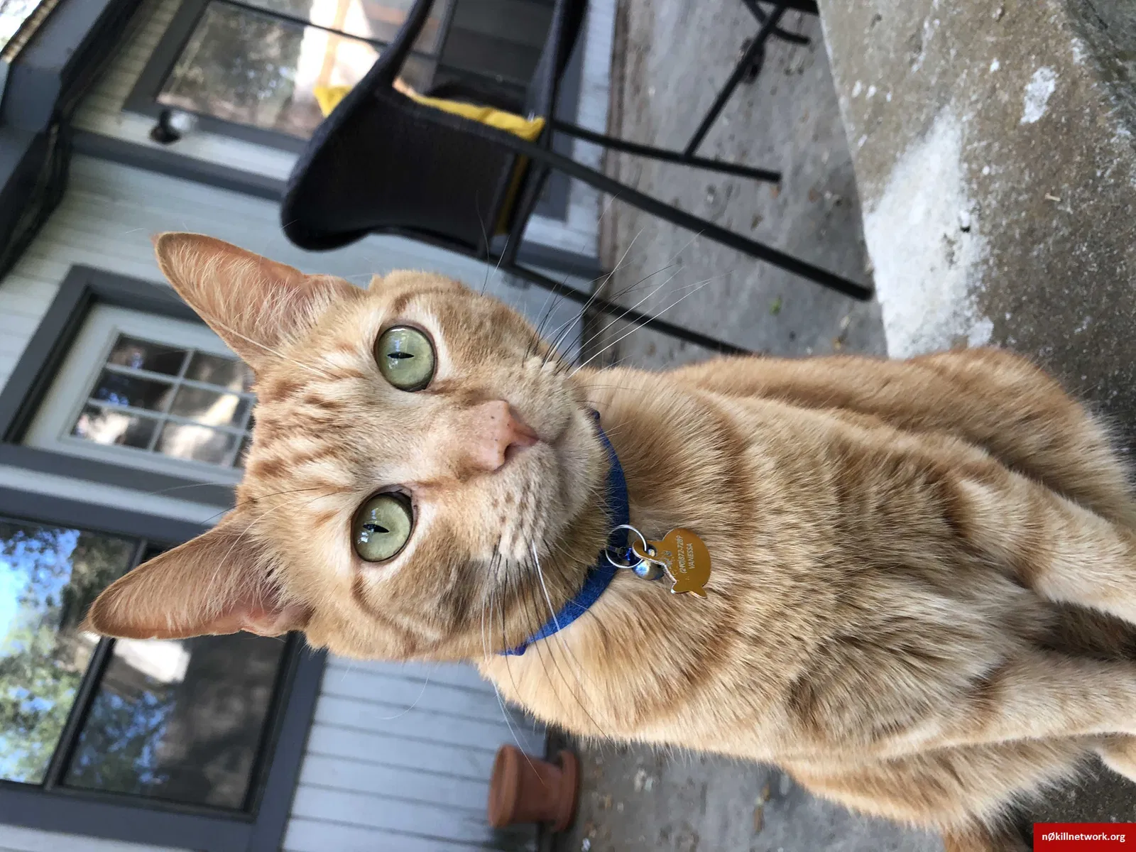 Lost cat in San Antonio, TX, 78232
