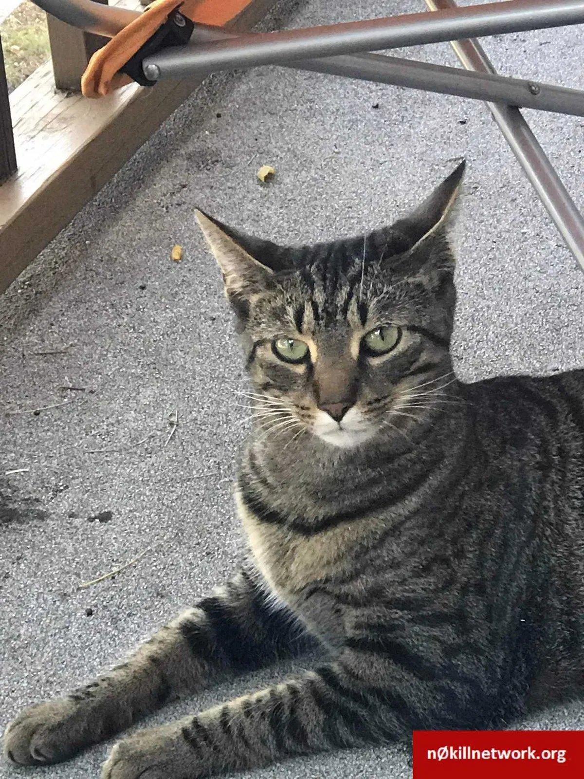 Lost cat in Colorado Springs, CO, 80903