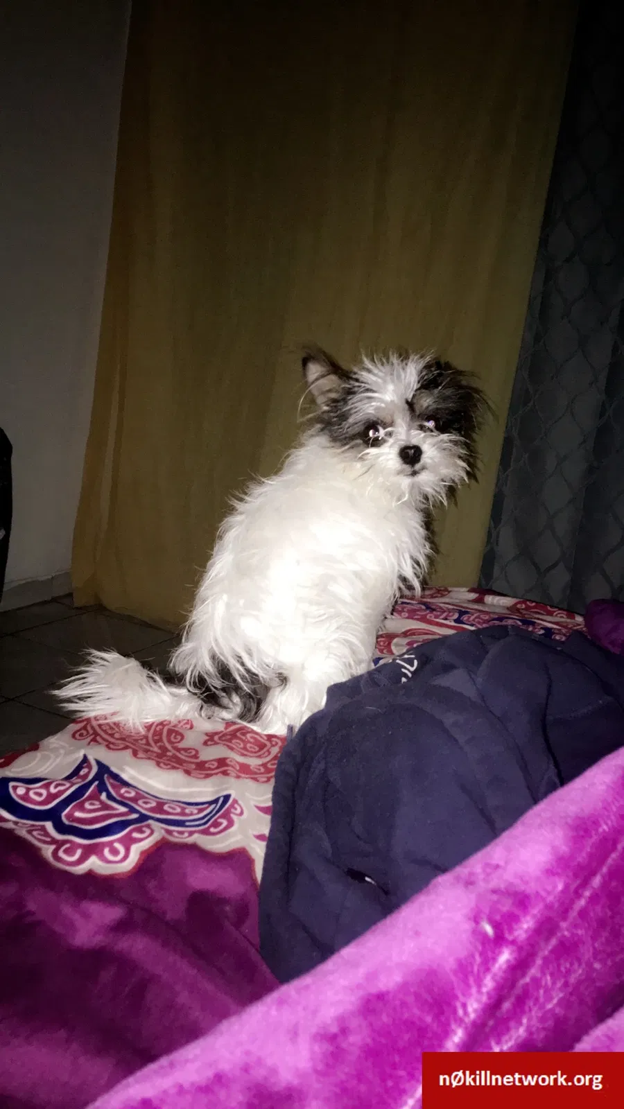 Lost dog in Bakersfield, CA, 93308