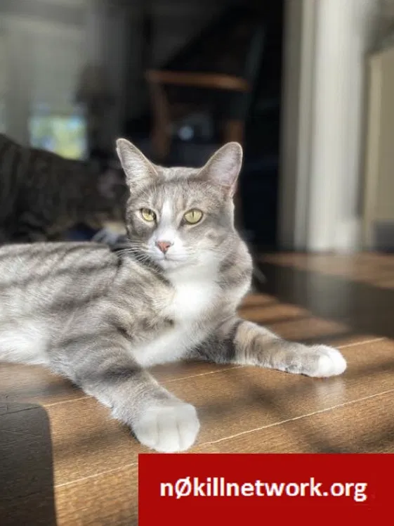 Lost cat in Ashville, OH, 43103