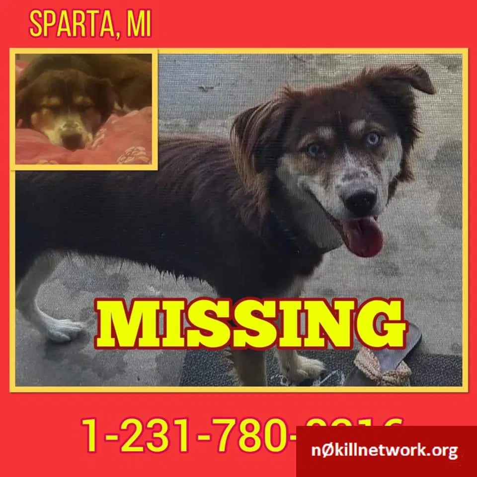 Lost dog in Saugatuck, MI, 49453