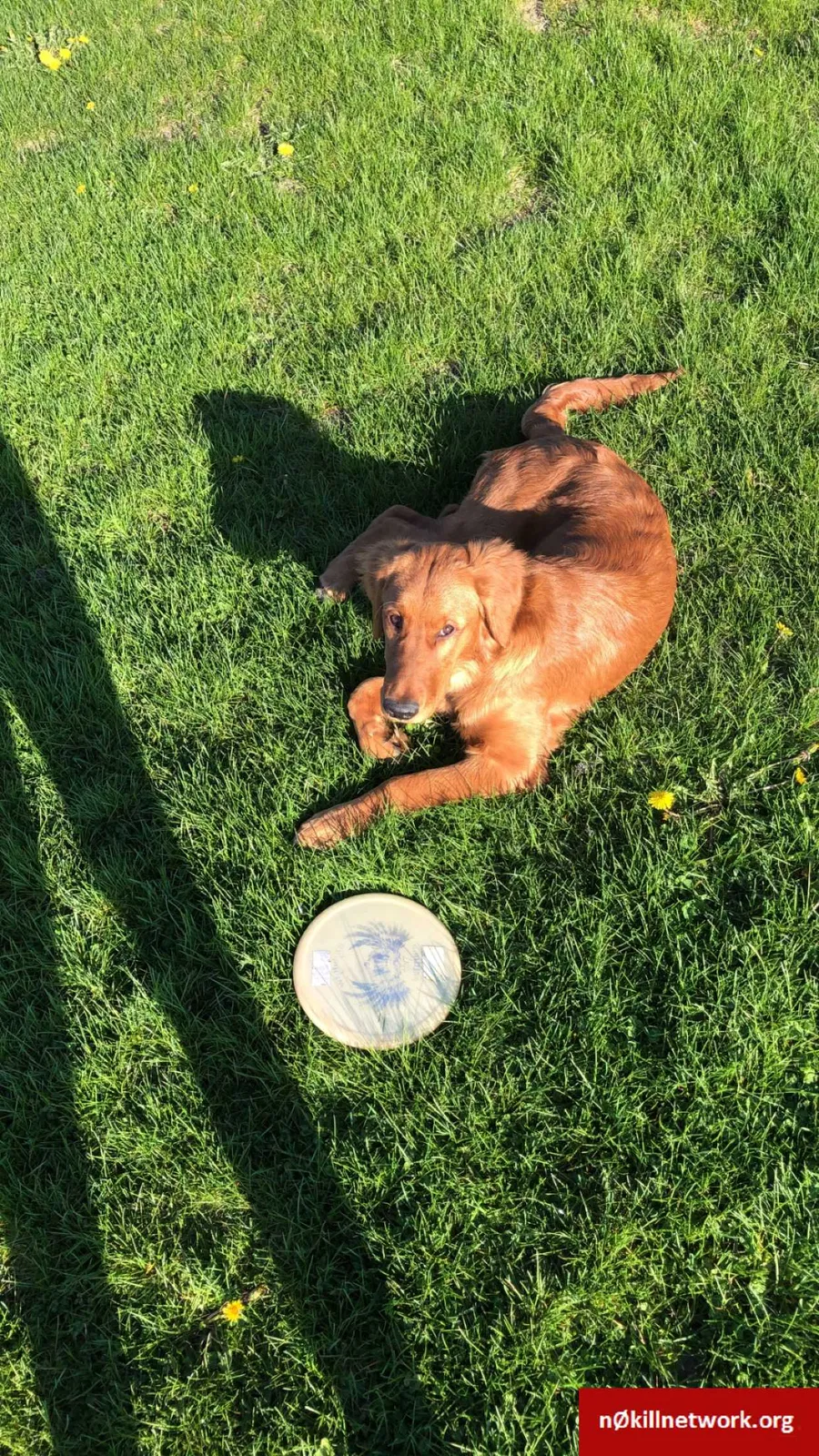 Lost dog in Muskegon, MI, 49444