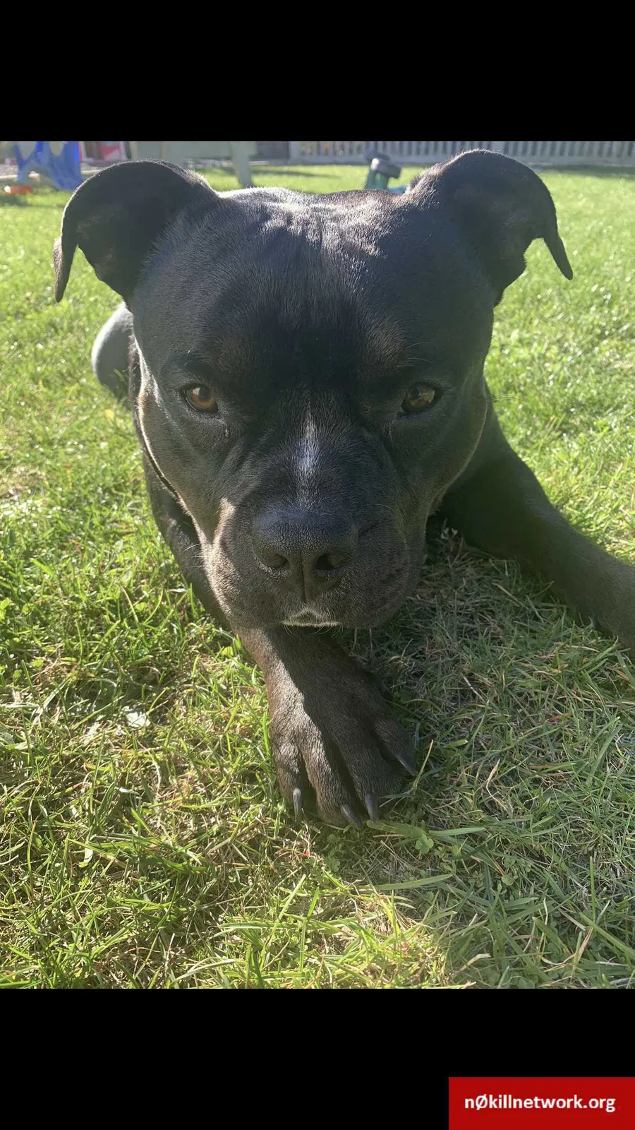 Lost dog in Shelton, WA, 98584