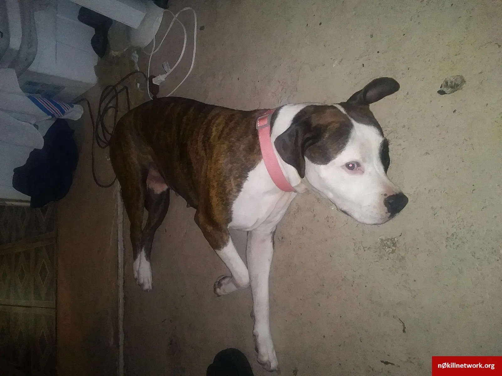 Lost dog in Corpus Christi, TX, 78415