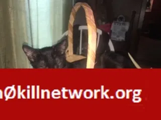 Lost cat in Perdido, AL, 36562