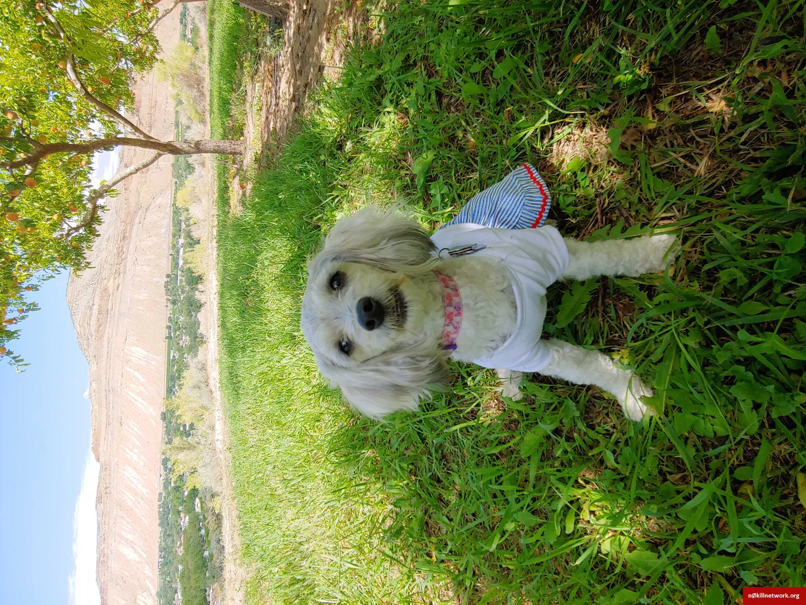 Lost dog in Arvada, CO, 80003