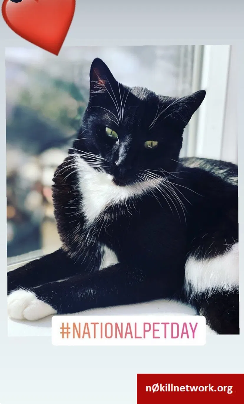 Lost cat in Bellevue, WA, 98007