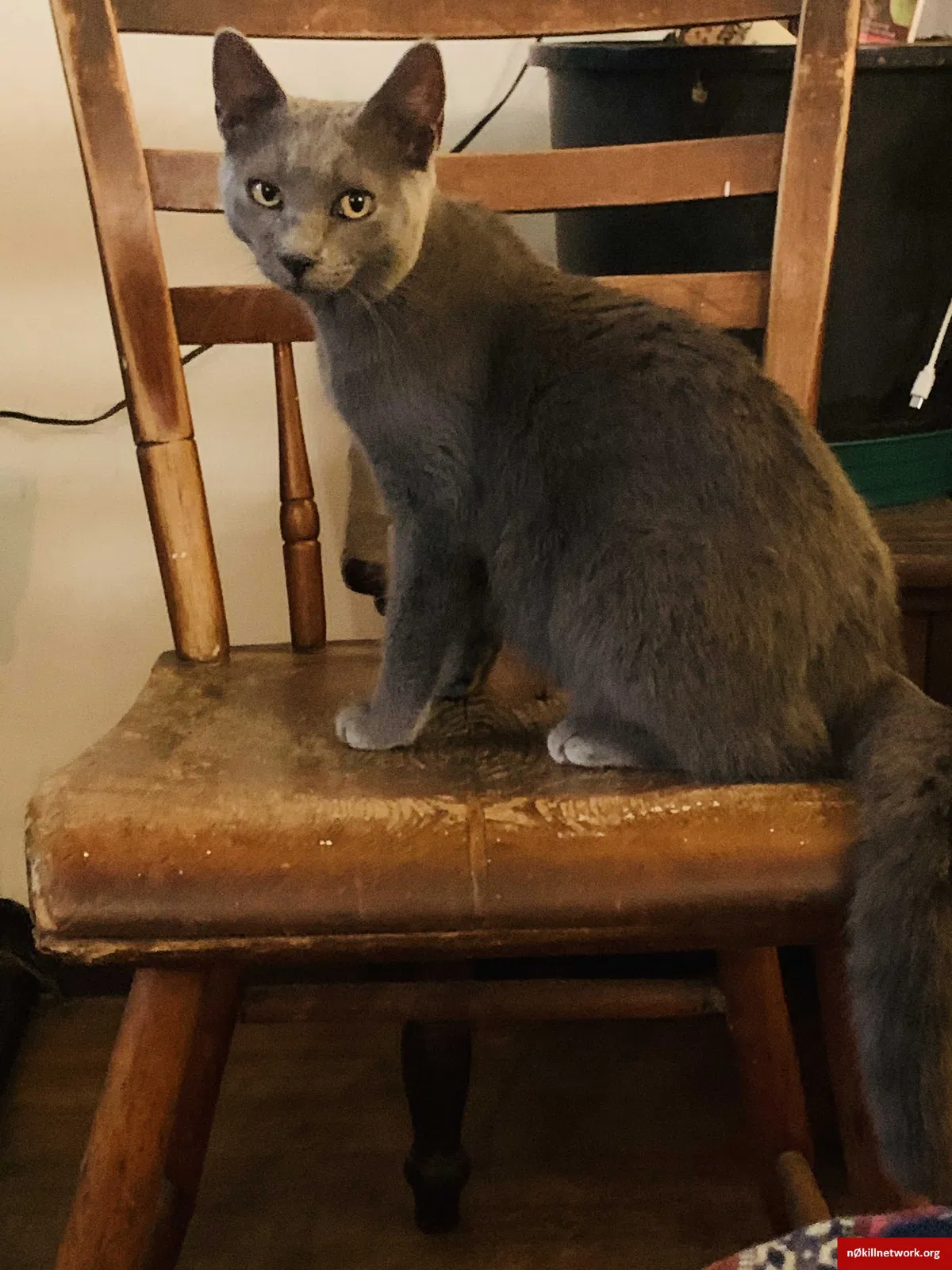 Lost cat in Phillipsburg, NJ, 8865