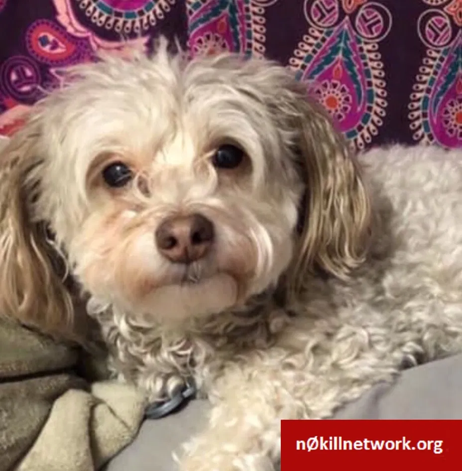 Lost dog in Sioux City, IA, 51106