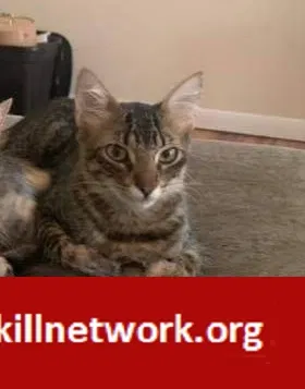 Lost cat in Appleton, WI, 54914