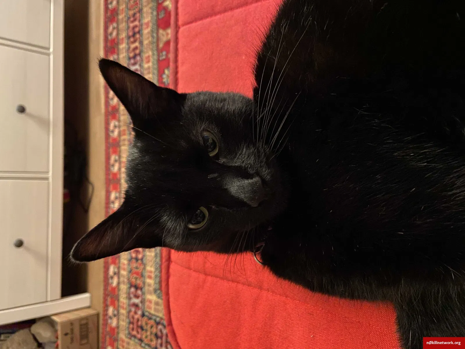 Lost cat in San Diego, CA, 92122